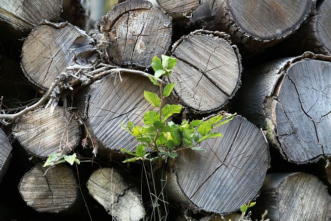 Am Braunsteinhaus (Foto: nnz)