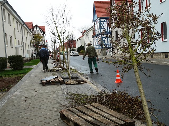 B&auml;ume setzen (Foto: Ilka K&uuml;hn)