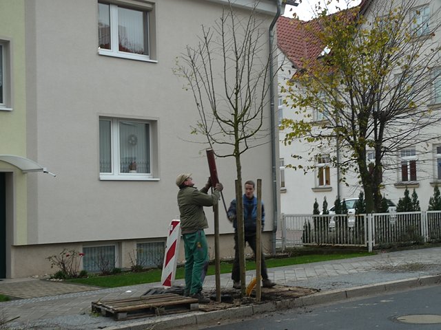 Lutherstra&szlig;e - B&auml;ume gesetzt (Foto: Ilka K&uuml;hn)