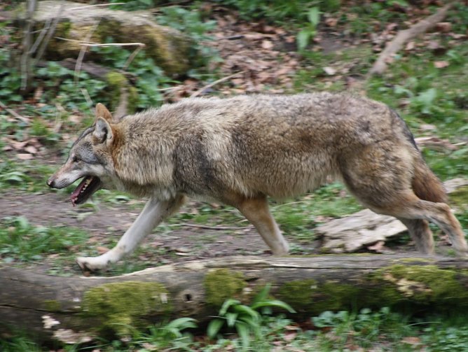 Nahezu ausgerottet (Foto: NABU) Nahezu ausgerottet (Foto: NABU)