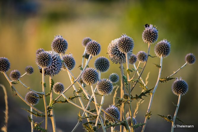 Das nnz-Wetter-Bild (Foto: G. Thelemann) Das nnz-Wetter-Bild (Foto: G. Thelemann)