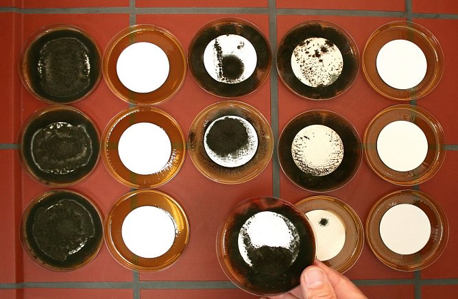 Kampf dem Schimmel (Foto: Stiftung Warentest) Kampf dem Schimmel (Foto: Stiftung Warentest)