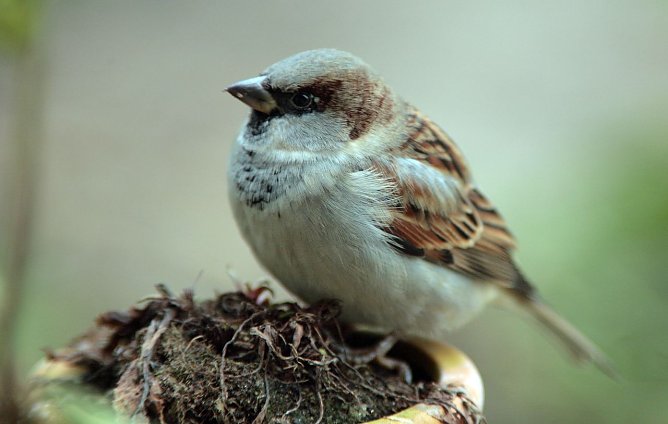 Die Nummer 1 (Foto: Fotonatur)