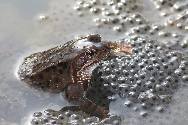 Grasfrosch (Foto: Arne Willenberg) Grasfrosch (Foto: Arne Willenberg)