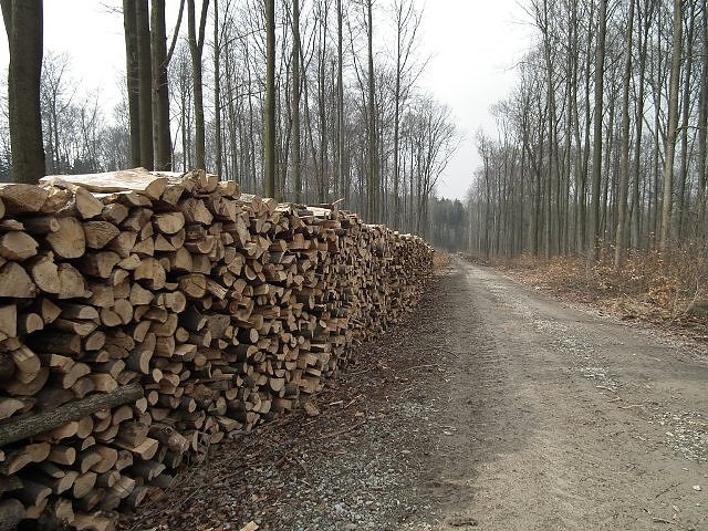Brennholz am Weg (Foto: Th&uuml;ringenForst)