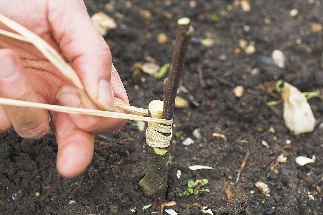 Baumveredelung (Foto: Sielmann Stiftung)