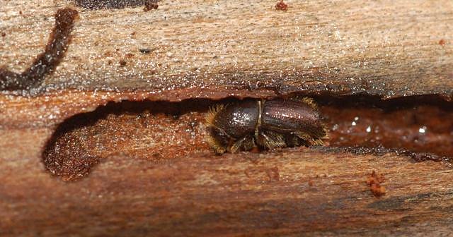 Buchdrucker (Foto: A. Knoll)