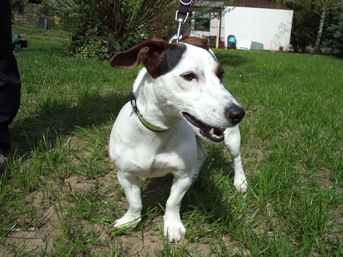 Luna (Foto: C. Knust)