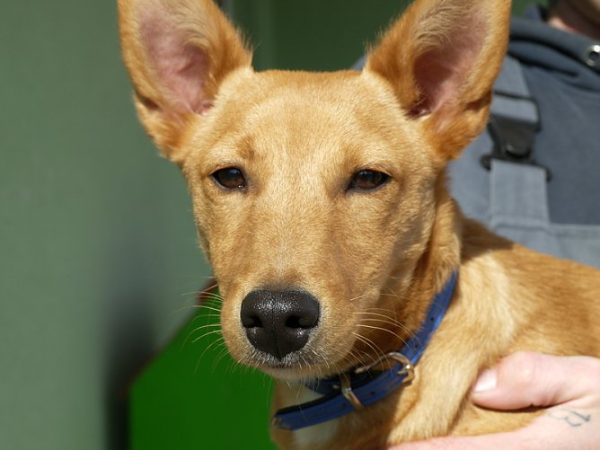 Hund Brix (Foto: Ilka Kühn) Hund Brix (Foto: Ilka Kühn)