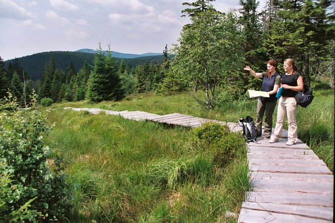 Moorstieg im Nationalpark Harz (Foto: Frank Steingass)
