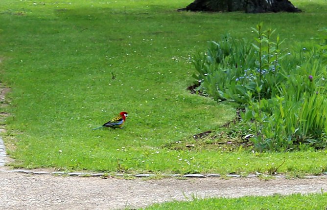Papageien in Bad Frankenhausen (Foto: Karl-Heinz Herrmann) Papageien in Bad Frankenhausen (Foto: Karl-Heinz Herrmann)