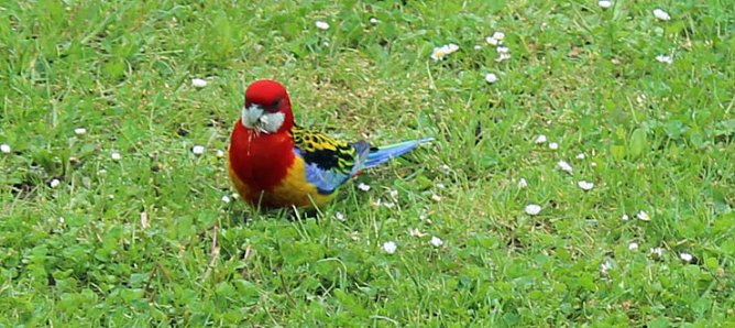 Papageien in Bad Frankenhausen (Foto: Karl-Heinz Herrmann) Papageien in Bad Frankenhausen (Foto: Karl-Heinz Herrmann)