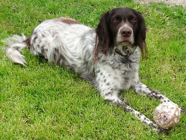 Lord (Foto: Karin Ziegler)