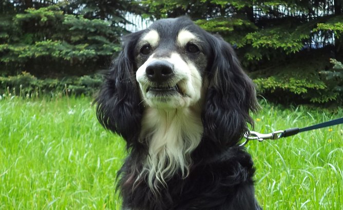 Blacky (Foto: C. Knust)