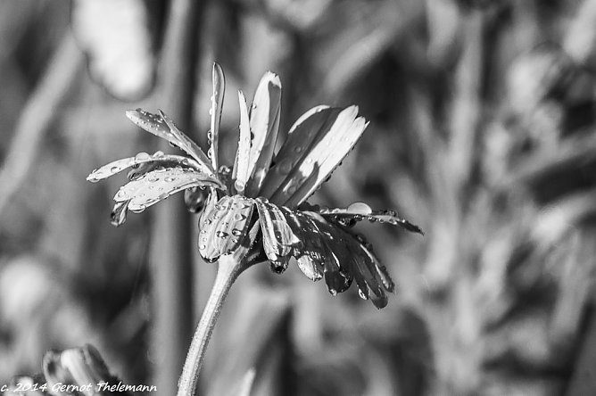 Wetter-Bild (Foto: Gernot Thelemann)