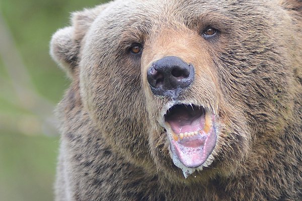 Jurka (Foto: Stiftung f&uuml;r B&auml;ren)