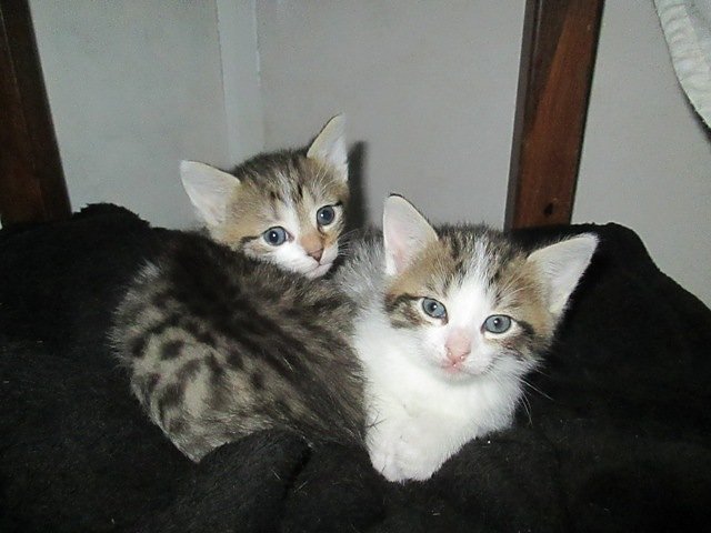 Katzen suchen Pflegeeltern (Foto: Karin Ziegler)