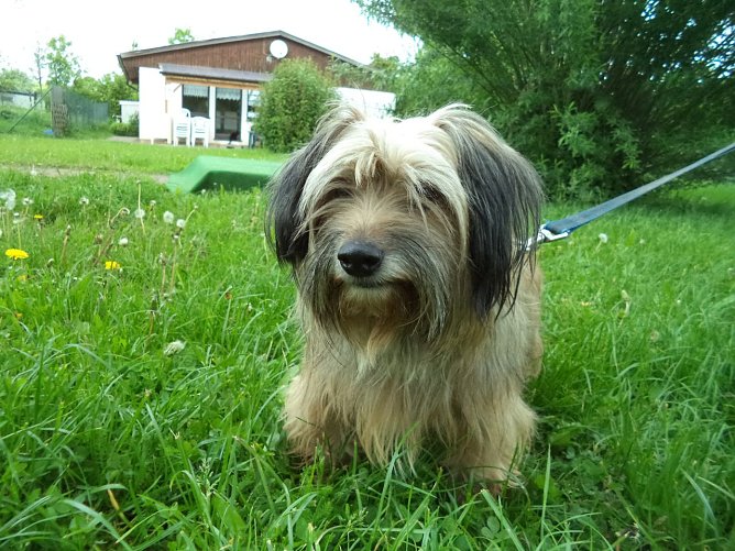 Kira (Foto: C. Knust) Kira (Foto: C. Knust)