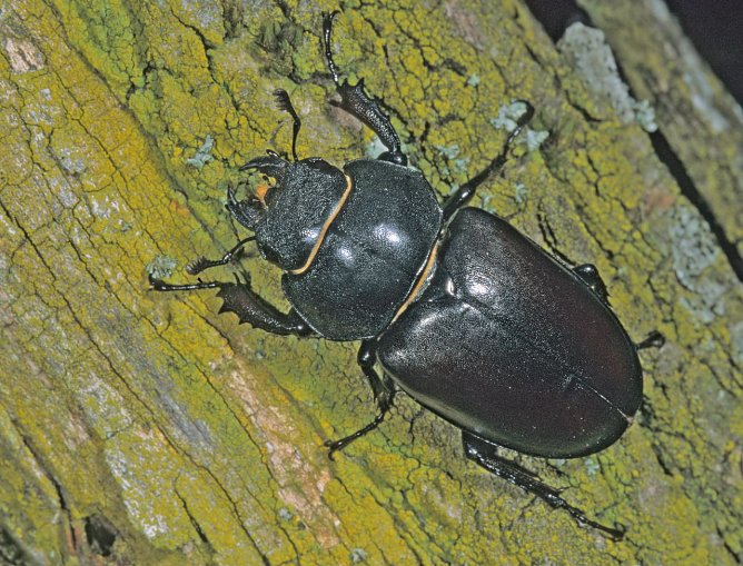 weiblicher Hirschk&auml;fer (Foto: NABU Th&uuml;rignen)