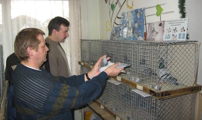 Tauben in Urbach (Foto: Hoffmann)