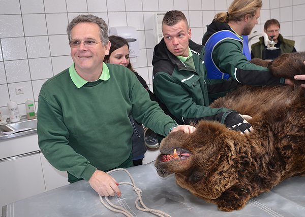 Ein B&auml;r wird verarztet (Foto: Stiftung f&uuml;r B&auml;ren)