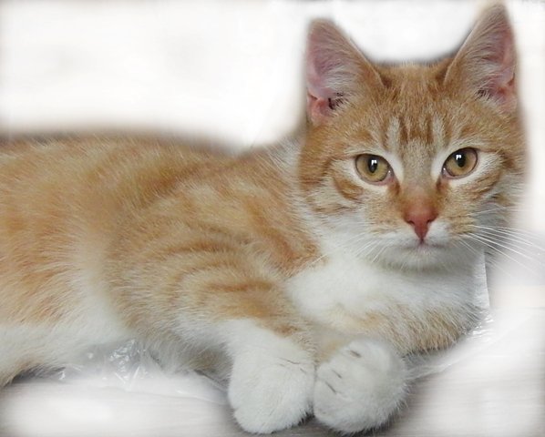 Timmy (Foto: Ilka Kühn) Timmy (Foto: Ilka Kühn)