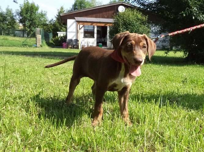 Tosca (Foto: C. Knust) Tosca (Foto: C. Knust)