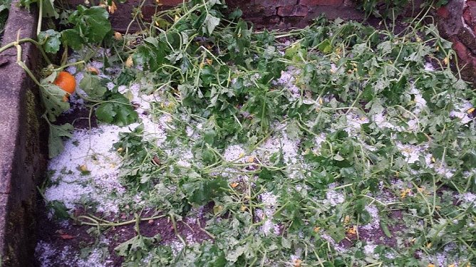 Hagel (Foto: Peggy Schmidt) Hagel (Foto: Peggy Schmidt)