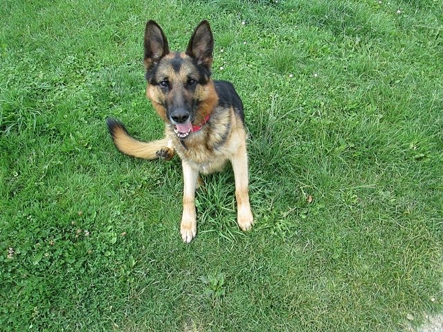 Henry (Foto: Karin Ziegler)