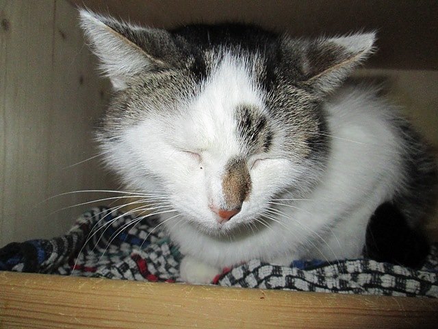 Kaura (Foto: Karin Ziegler)