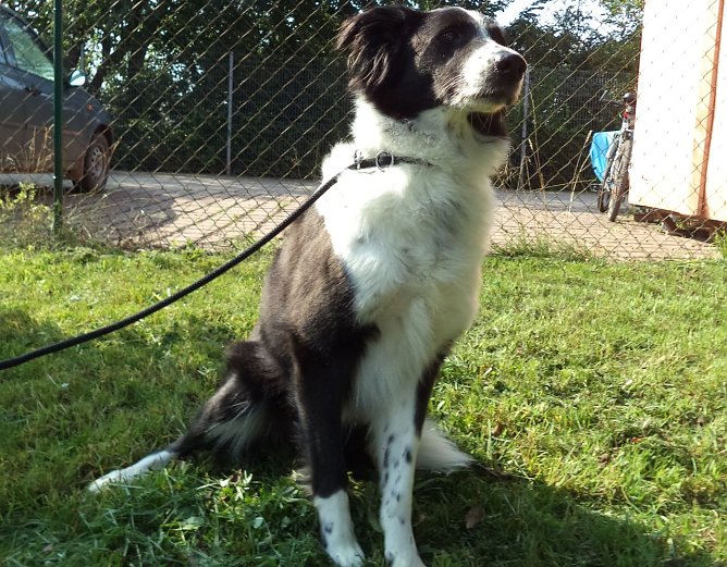 Bella (Foto: C. Knust) Bella (Foto: C. Knust)