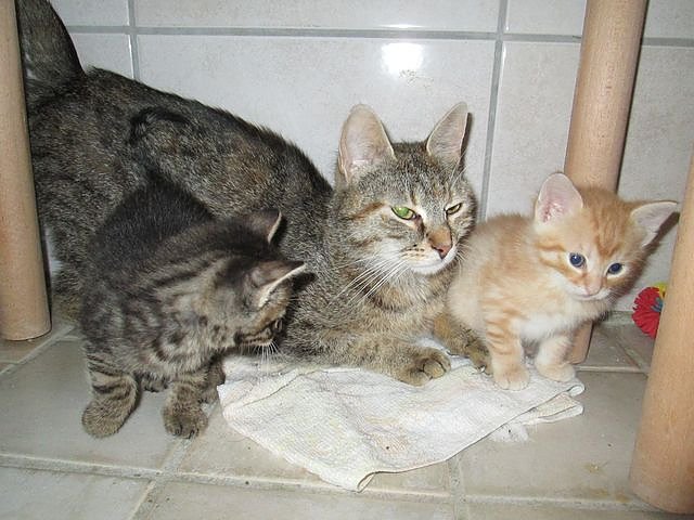 Katzen (Foto: Karin Ziegler)