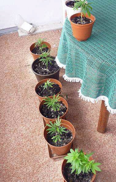 Cannabisanbau im Kleingarten (Foto: Polizeiinspektion Kyffhäuser) Cannabisanbau im Kleingarten (Foto: Polizeiinspektion Kyffhäuser)