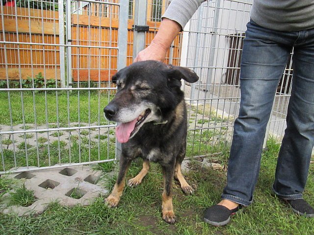 Hund Rex (Foto: Karin Ziegler) Hund Rex (Foto: Karin Ziegler)