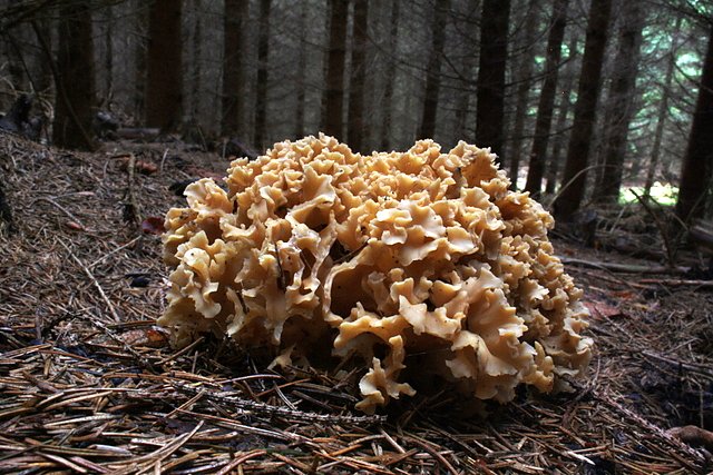 Kraus Glucke (Foto: Arne Willenberg) Kraus Glucke (Foto: Arne Willenberg)