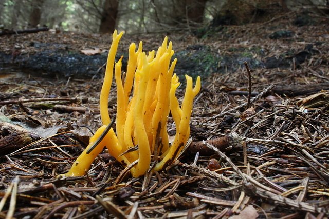 Klebriger Hörnling (Foto: Arne Willenberg) Klebriger Hörnling (Foto: Arne Willenberg)