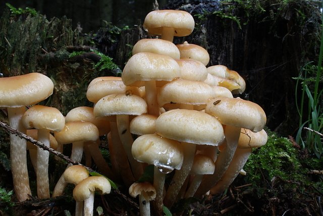 Nadelholz-Häubling (Foto: Arne Willenberg) Nadelholz-Häubling (Foto: Arne Willenberg)