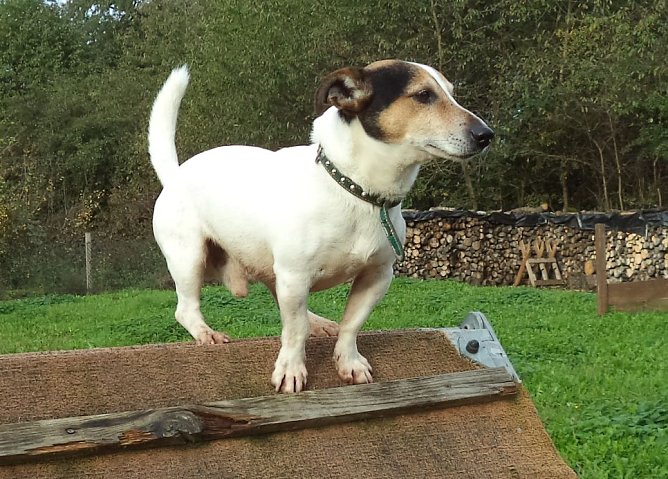 Rolfi (Foto: B. Hellrung)