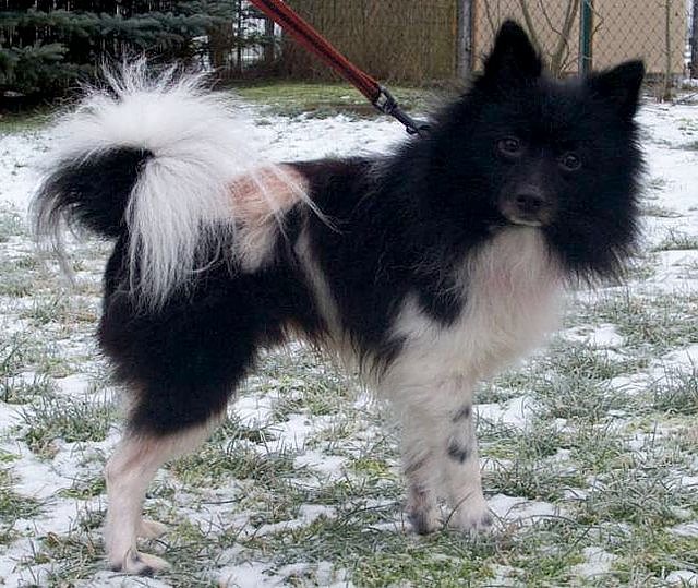 Flocke (Foto: Knust)