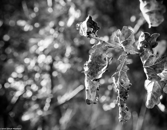 Wetter-Bild (Foto: Gernot Thelemann) Wetter-Bild (Foto: Gernot Thelemann)