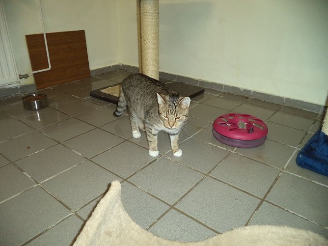 Kater Bernhard (Foto: Tierheim ndh)