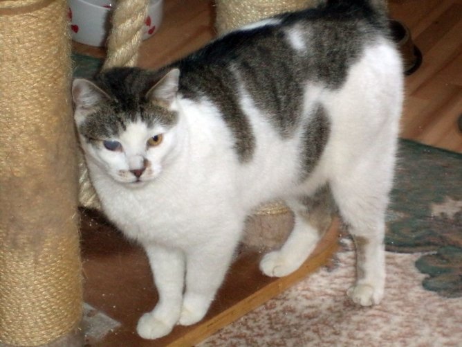 Elvis (Foto: B. Hellrung)