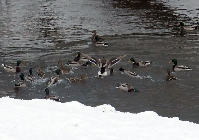 Winter im Park (Foto: nnz)
