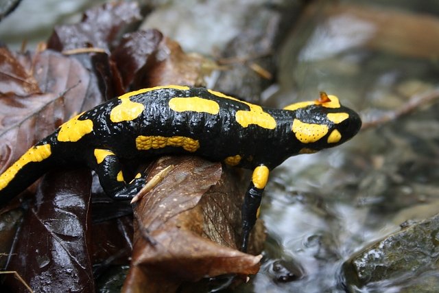 Feuersalamander (Foto: Arne Willenberg)