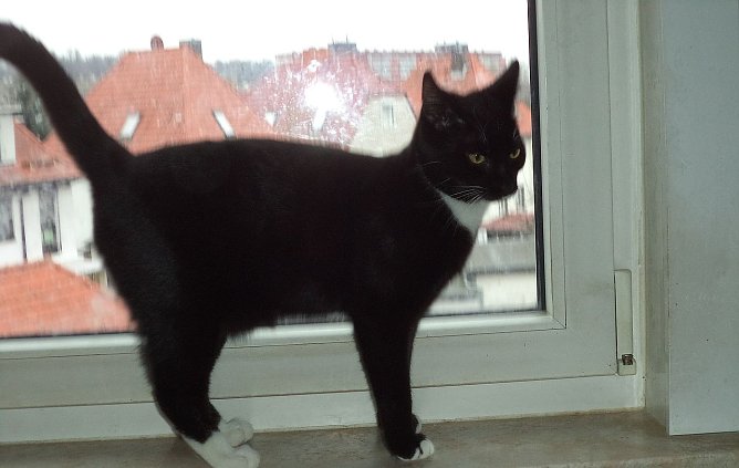 Ingo (Foto: B. Hellrung)