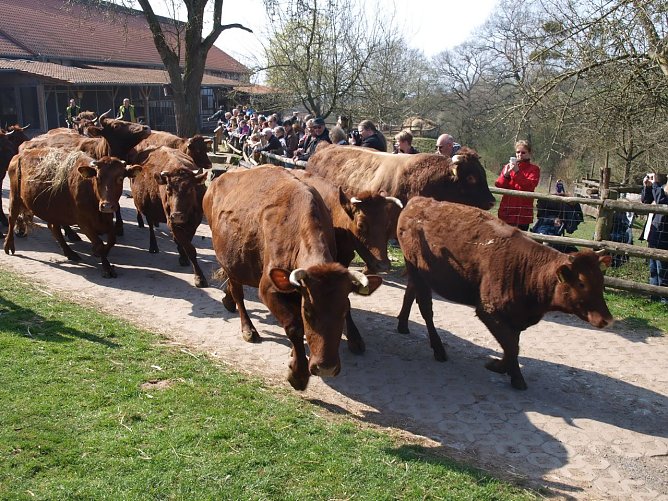 Almauftrieb (Foto: Gut Herbigshagen) Almauftrieb (Foto: Gut Herbigshagen)