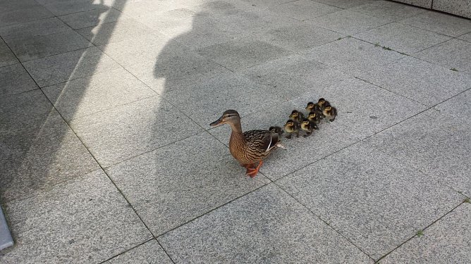 Entenfamilie (Foto: Polizei Göttingen) Entenfamilie (Foto: Polizei Göttingen)