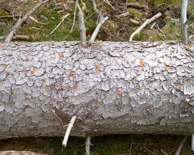 Borkenk&auml;fer (Foto: Th&uuml;ringenforst)