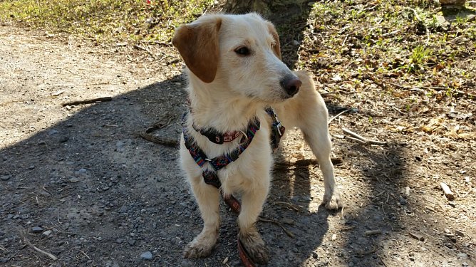 Hund (Foto: Karin Ziegler) Hund (Foto: Karin Ziegler)