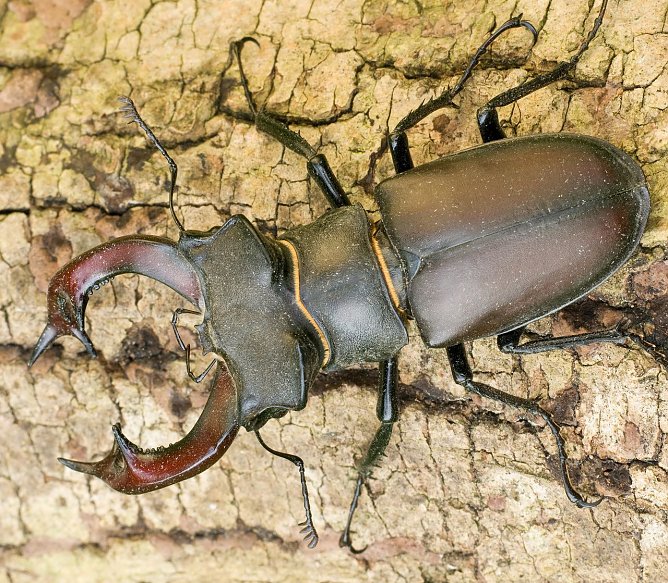 Hirschk&auml;fer - M&auml;nnchen (Foto: Klaus Kiuntke)